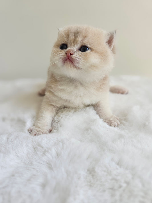 Caramel blue golden British Shorthair male kitten with golden eyes