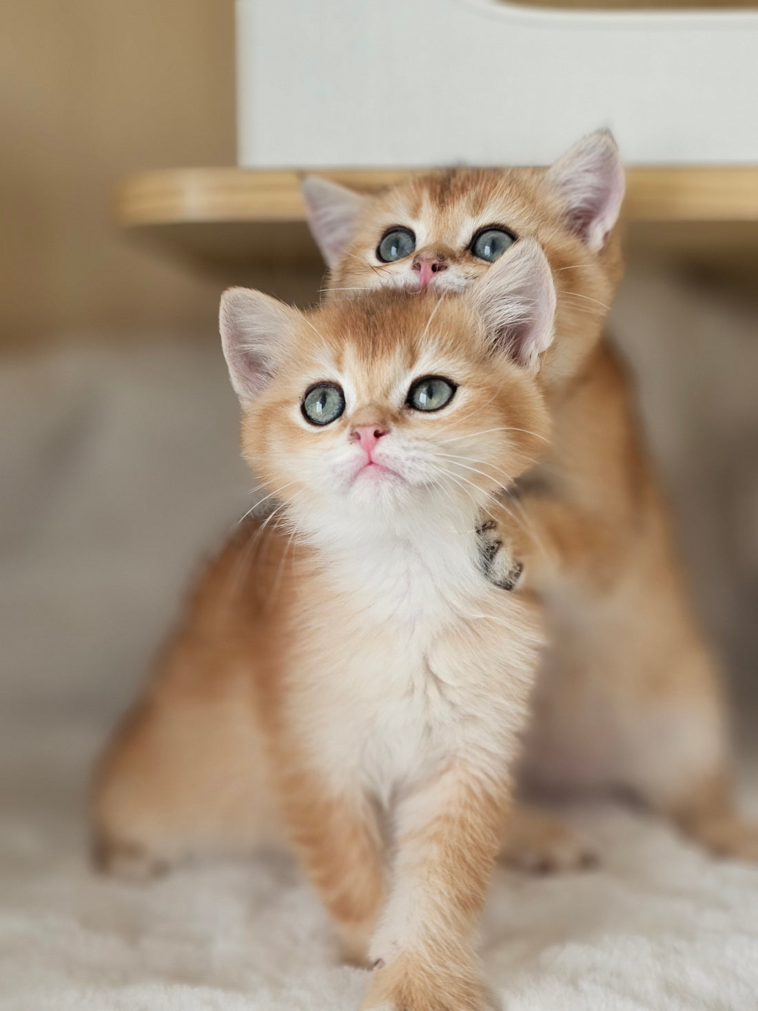 British Shorthair Kitten