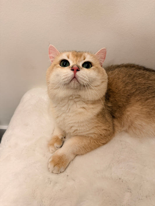 Golden Shaded British Shorthair kitten from Kiwi Cattery Toronto