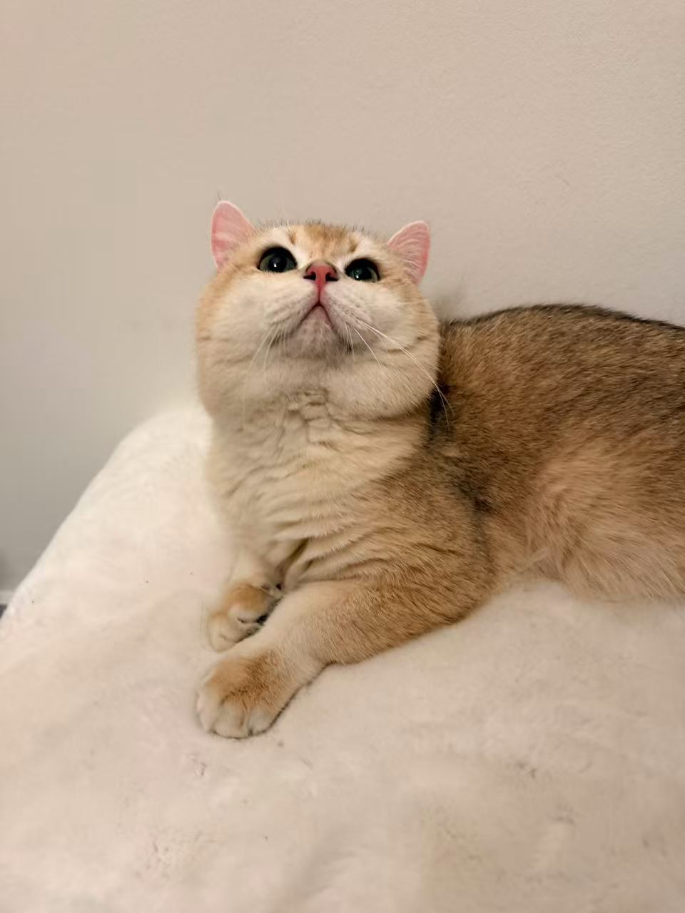 Golden Shaded British Shorthair kitten from Kiwi Cattery Toronto