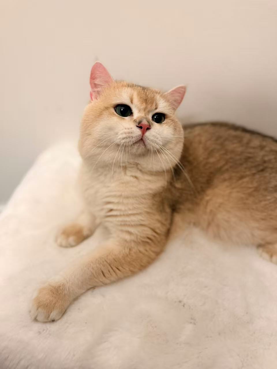 Golden Shaded British Shorthair kitten from Kiwi Cattery Toronto