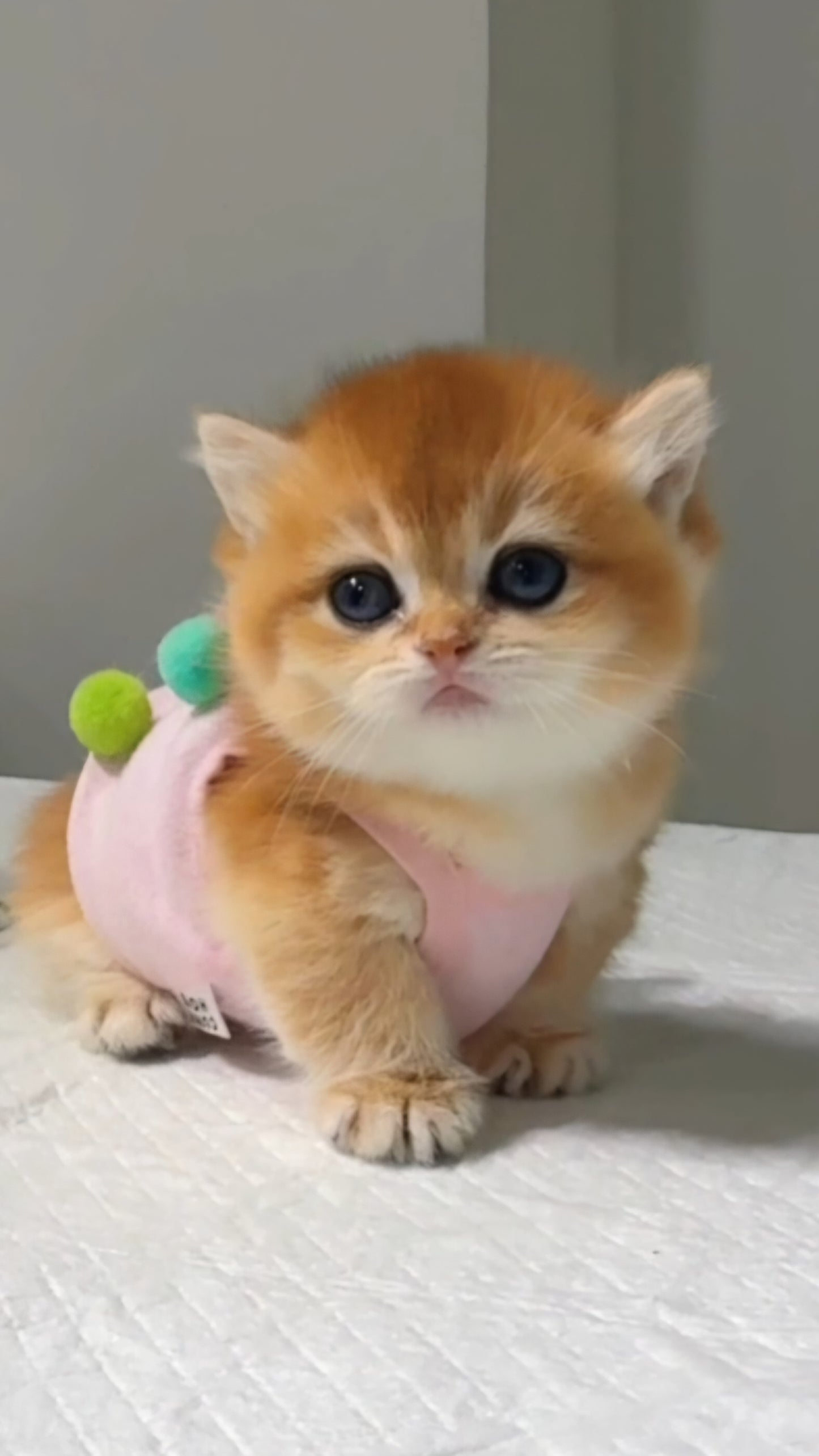 British Shorthair (Cherry)