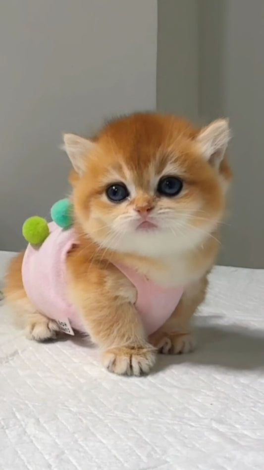 British Shorthair (Cherry)