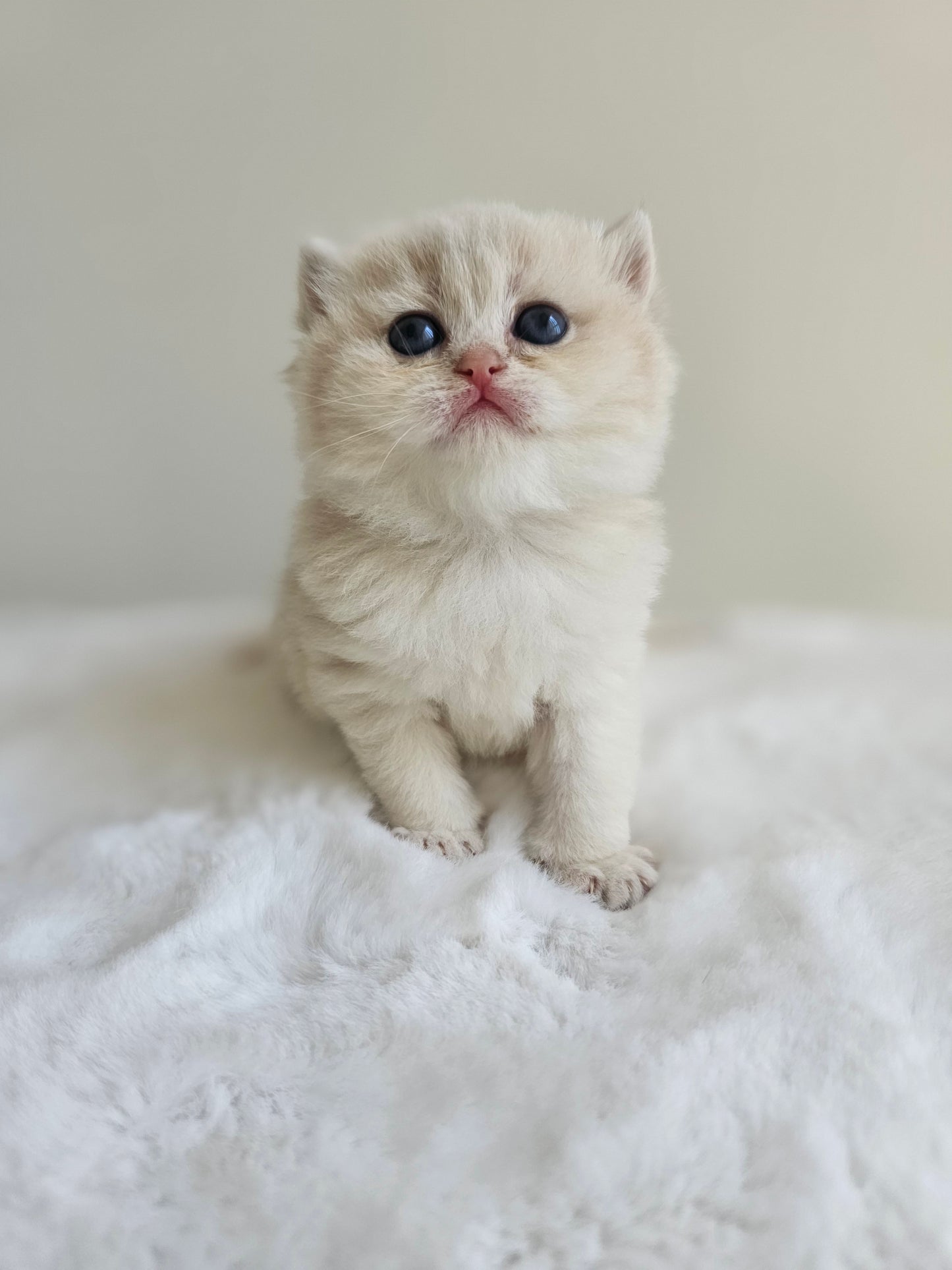 Healthy caramel blue golden British Shorthair kitten raised in Ontario