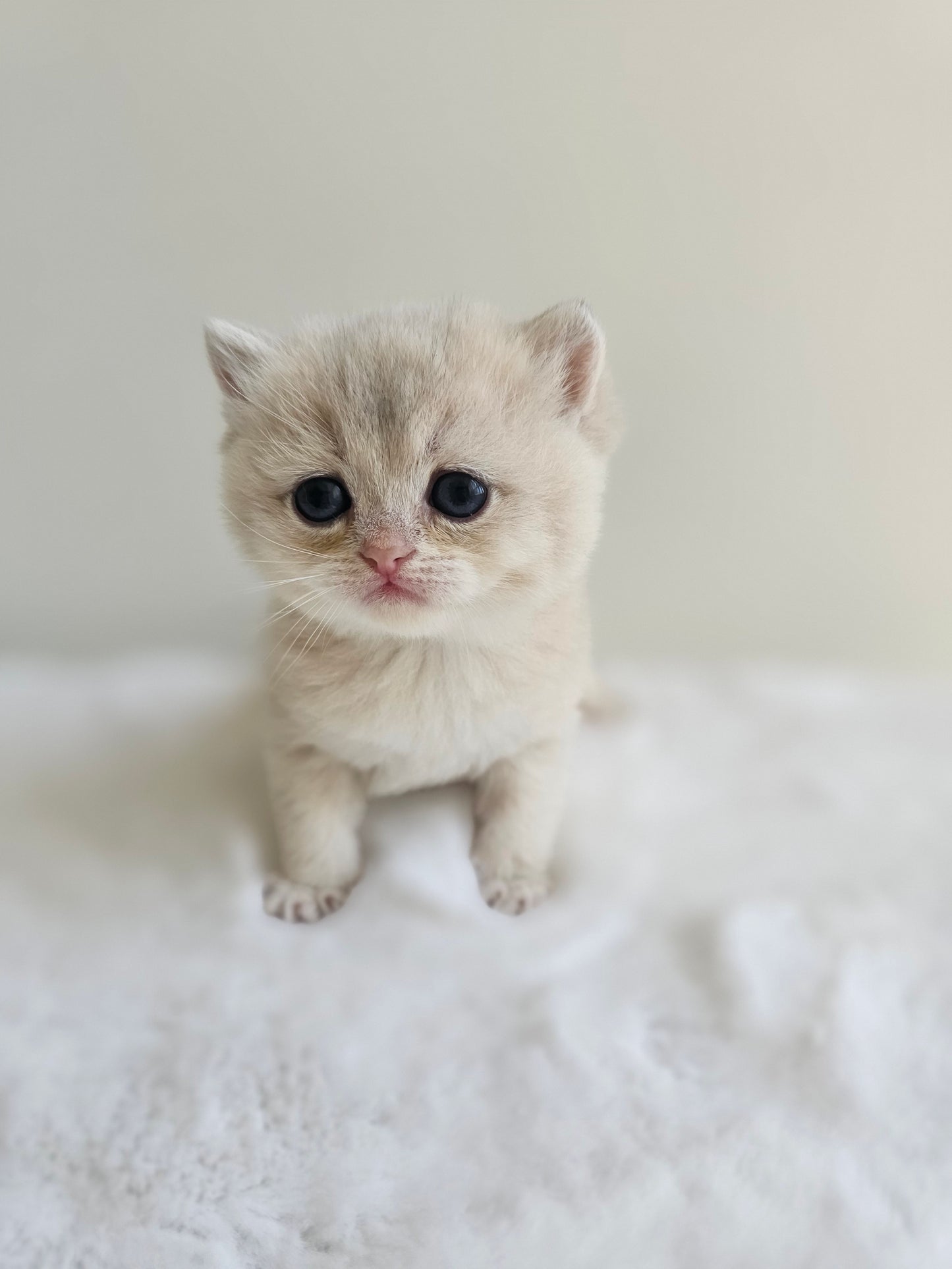 Caramel blue golden British Shorthair female kitten in Toronto