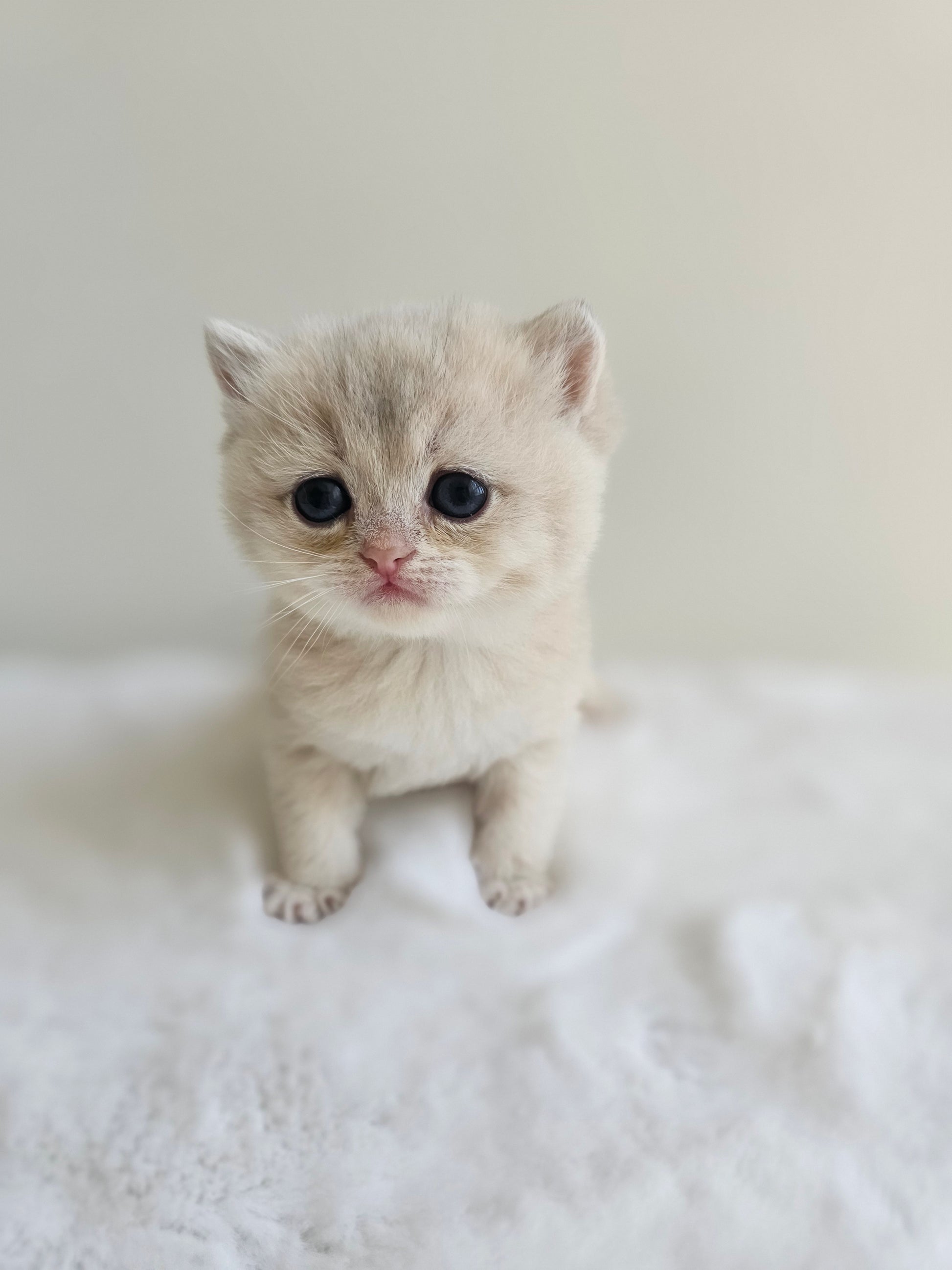 Caramel blue golden British Shorthair female kitten in Toronto