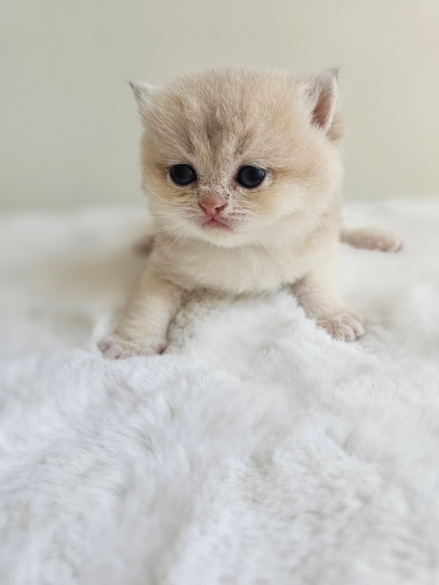 Male British Shorthair kitten with a dense plush coat