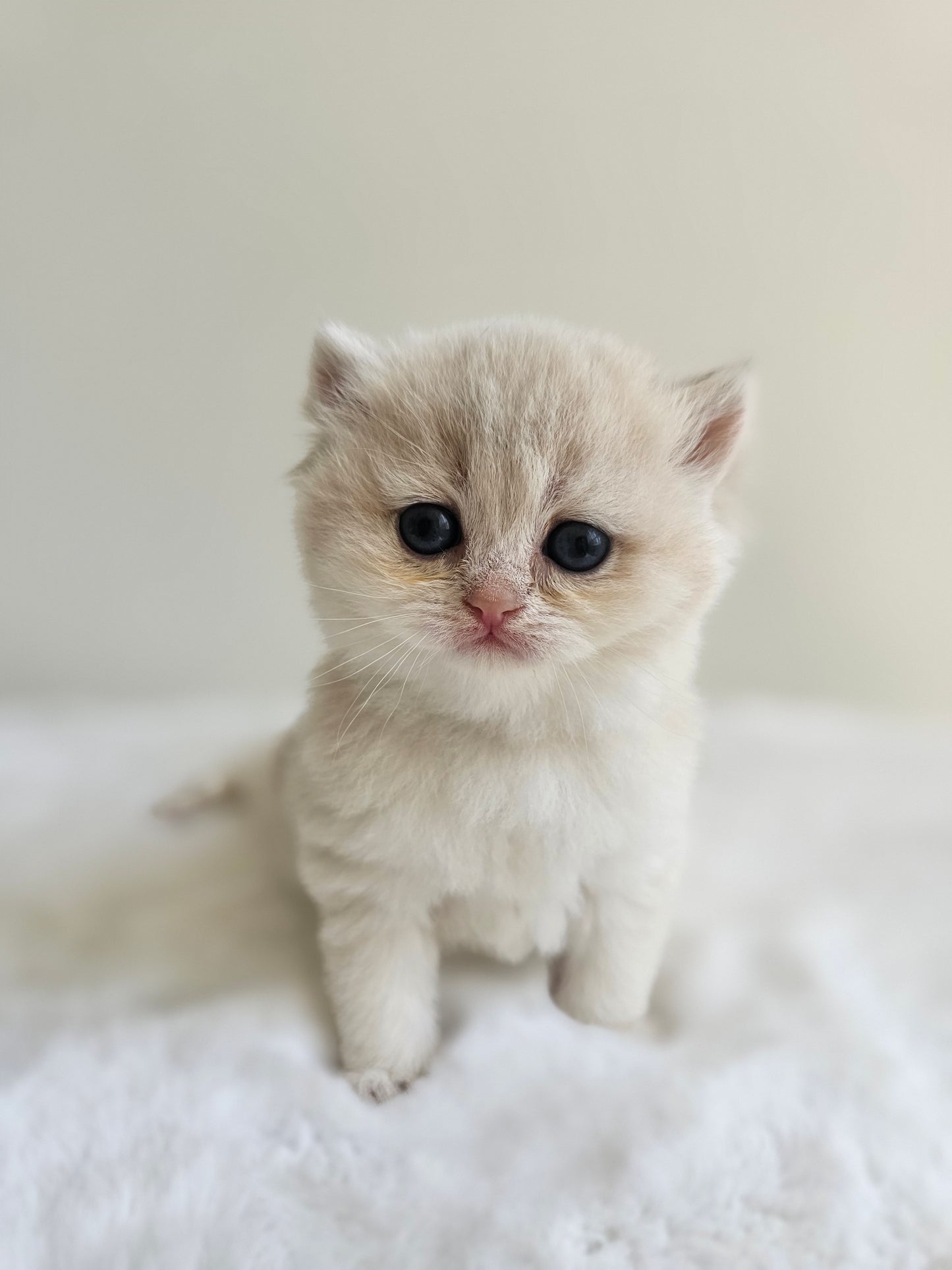 Caramel blue golden British Shorthair female kitten with round face