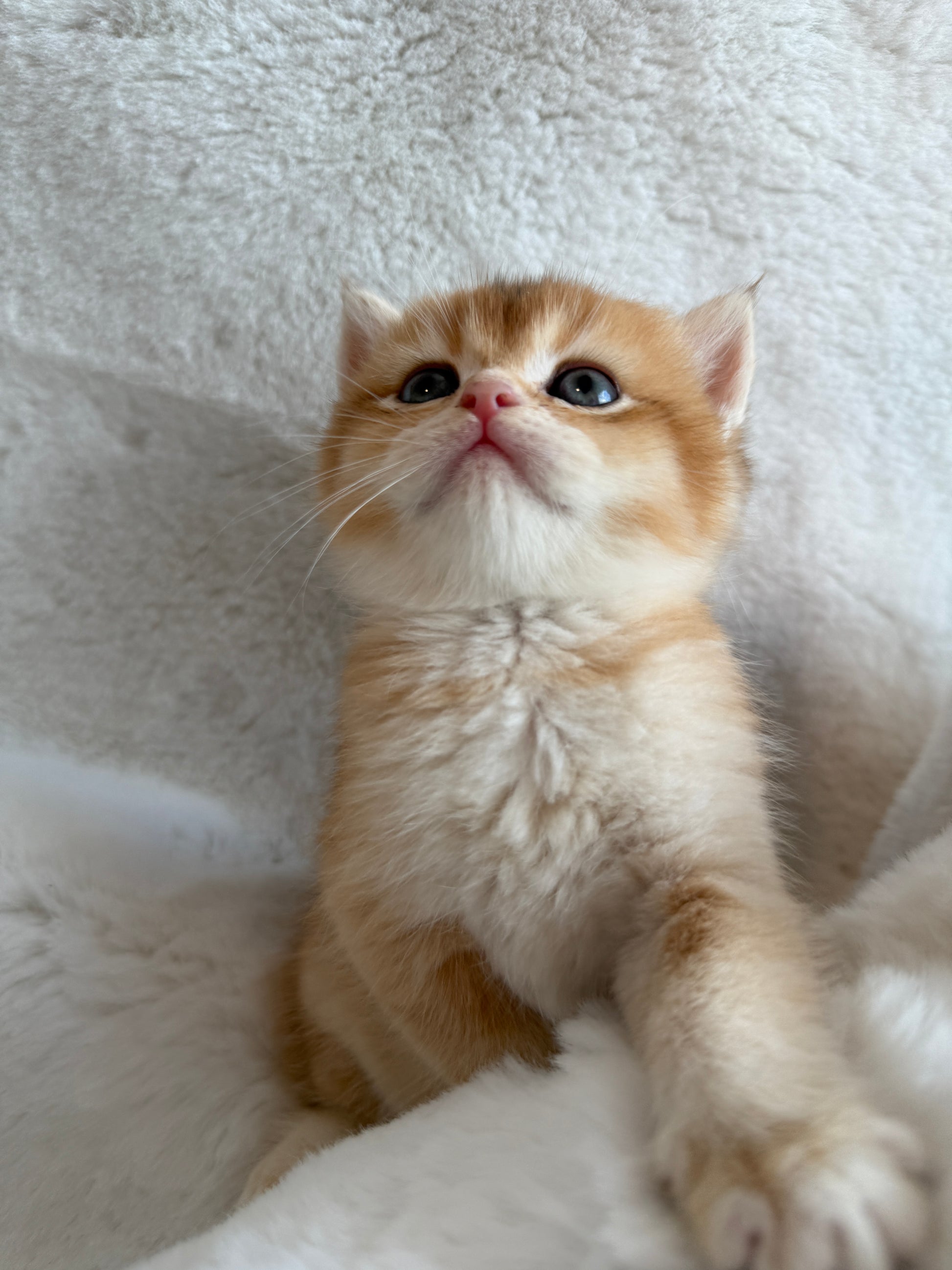 Golden shaded British Shorthair male kitten from TICA registered cat breeder Toronto cattery