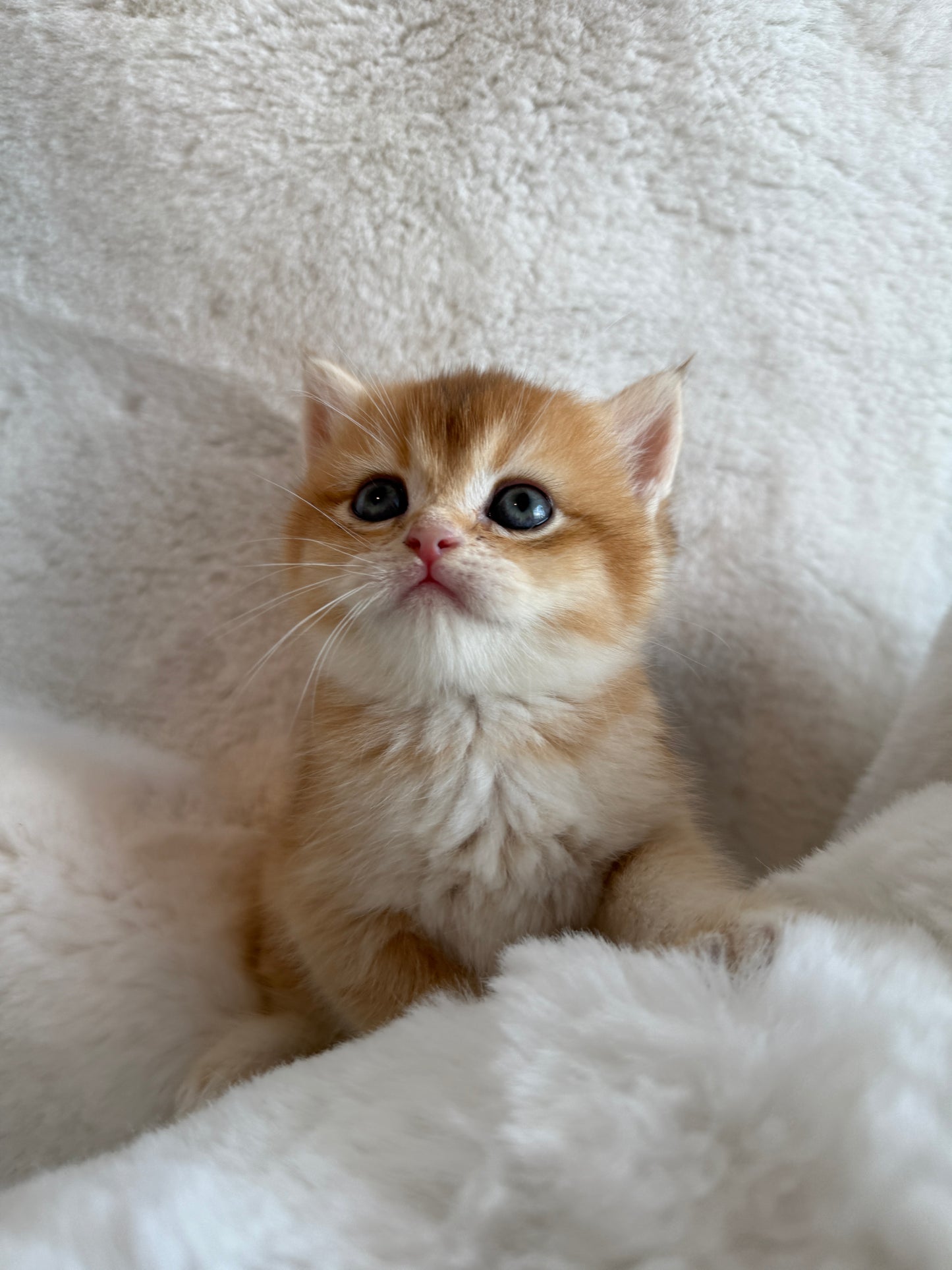Golden shaded British Shorthair male kitten from TICA registered cat breeder Toronto cattery