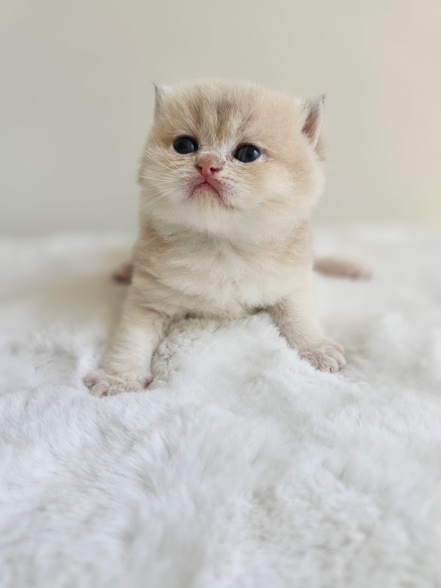 Male caramel blue golden British Shorthair kitten at our Toronto cattery