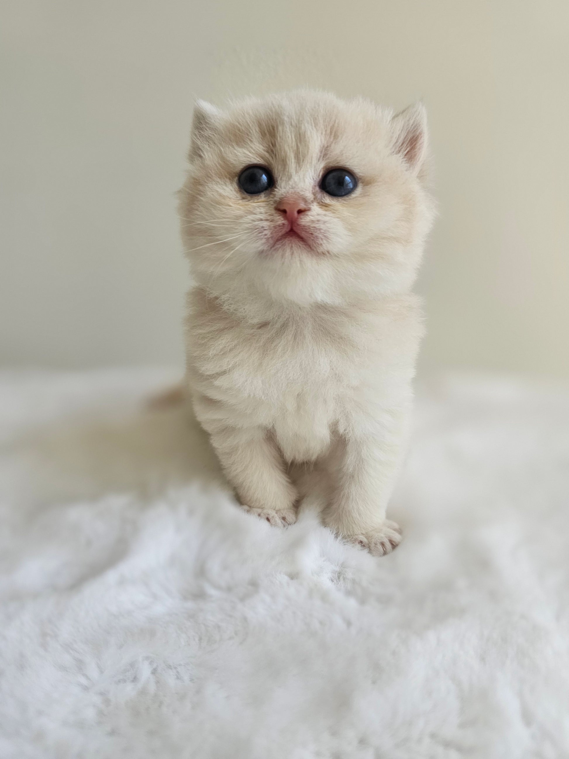 Playful female British Shorthair kitten from our Canadian cattery