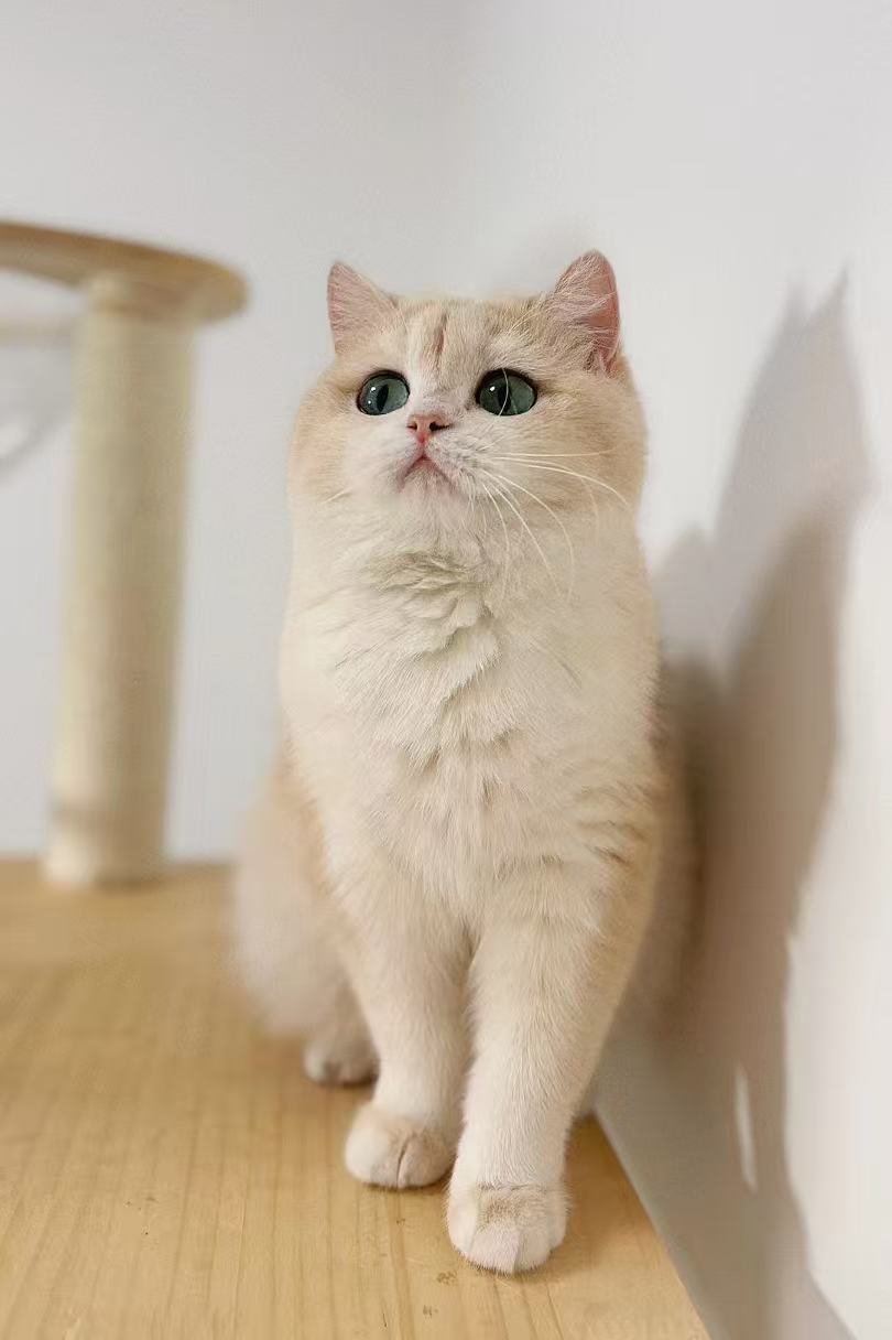 Adult British Shorthair breeding cat at TICA registered Toronto cattery