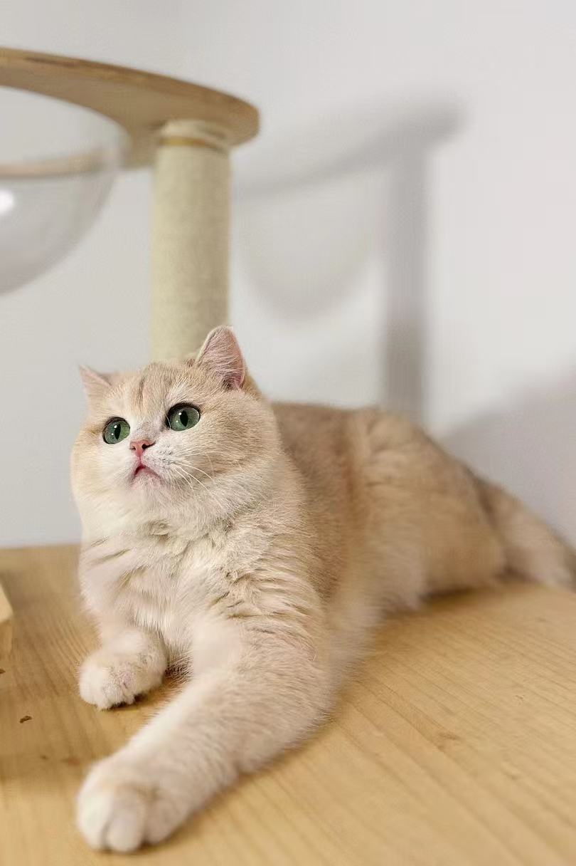 Champion British Shorthair at KiwiCattery Toronto