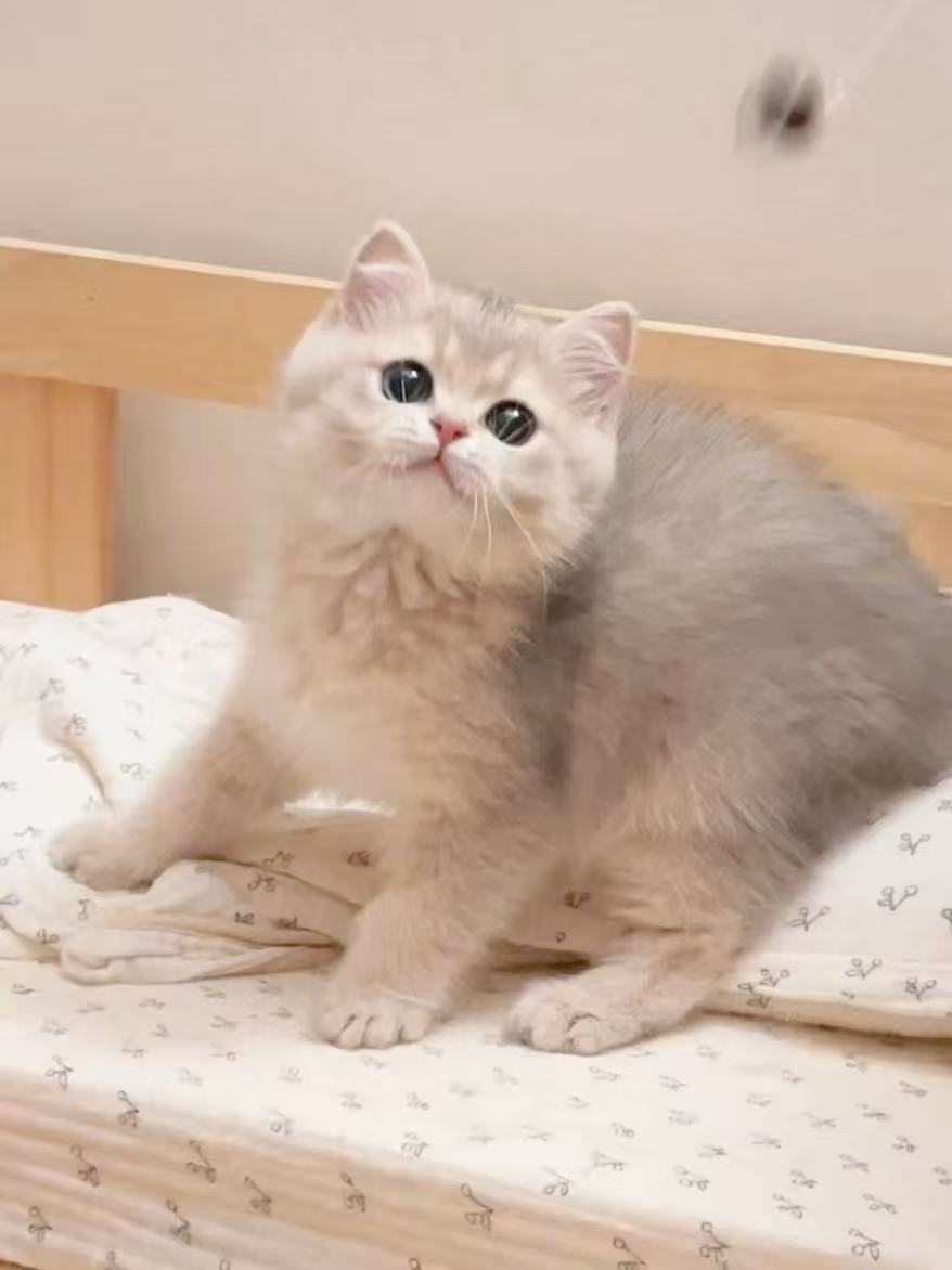Newborn British Shorthair kittens at KiwiCattery Toronto cattery