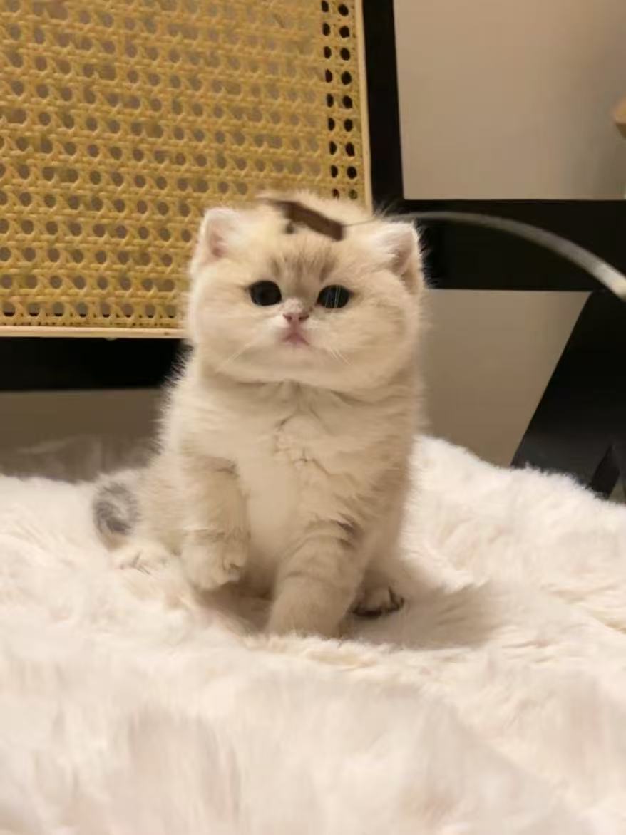 Professional veterinary care for British Shorthair kittens at Toronto cattery