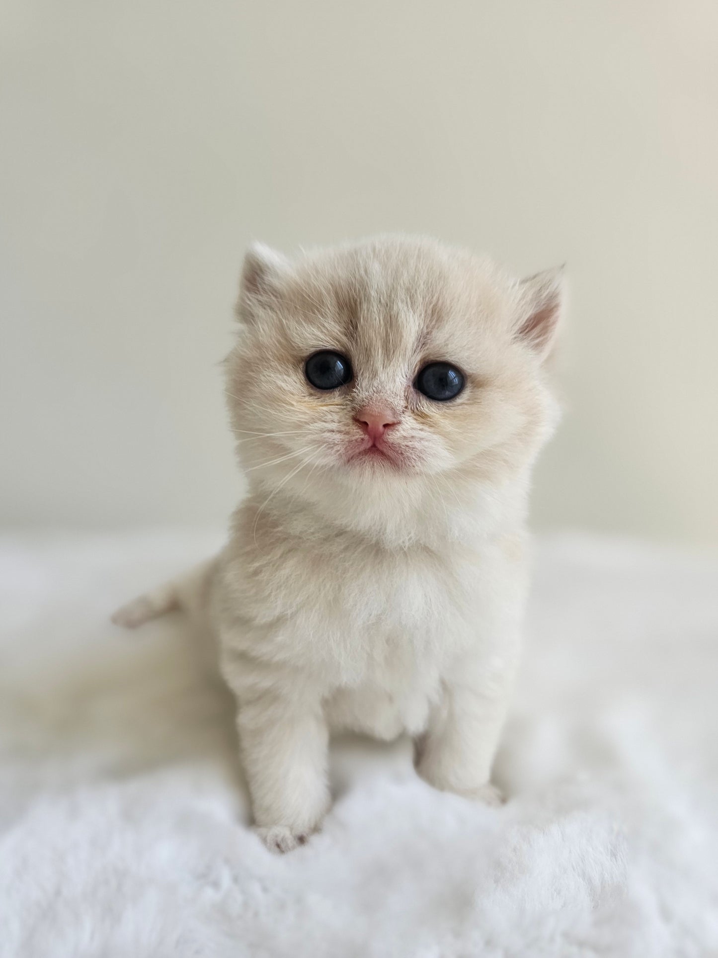 British Shorthair kitten at our Toronto cattery