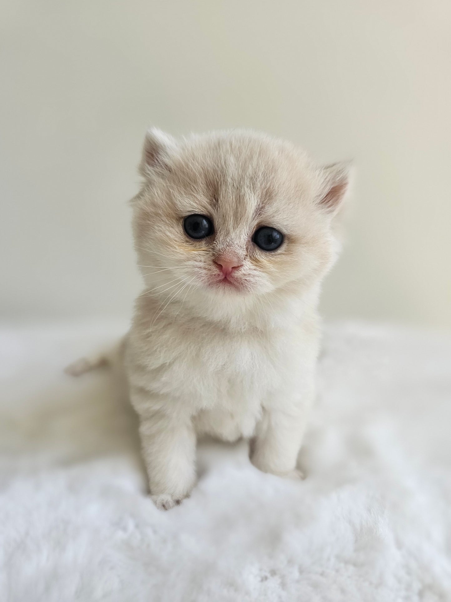 Female caramel blue golden British Shorthair kitten at our Toronto cattery