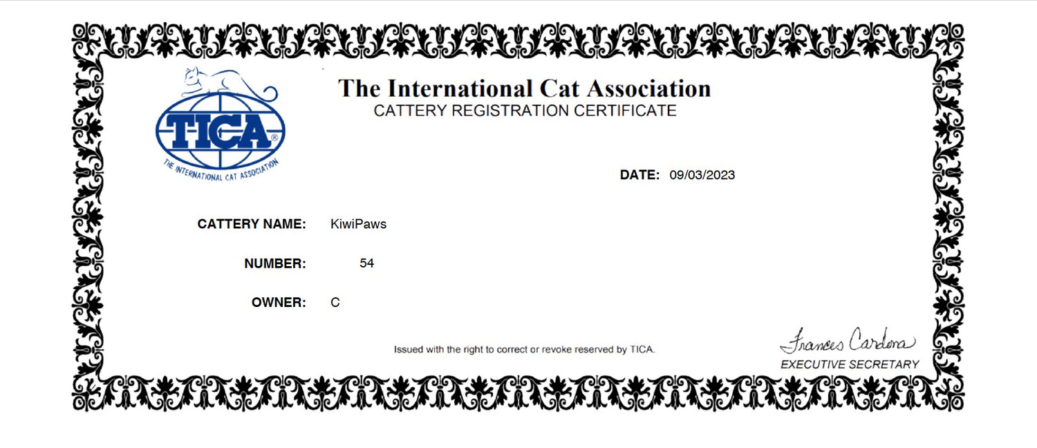 TICA registered British Shorthair breeder Toronto Ontario