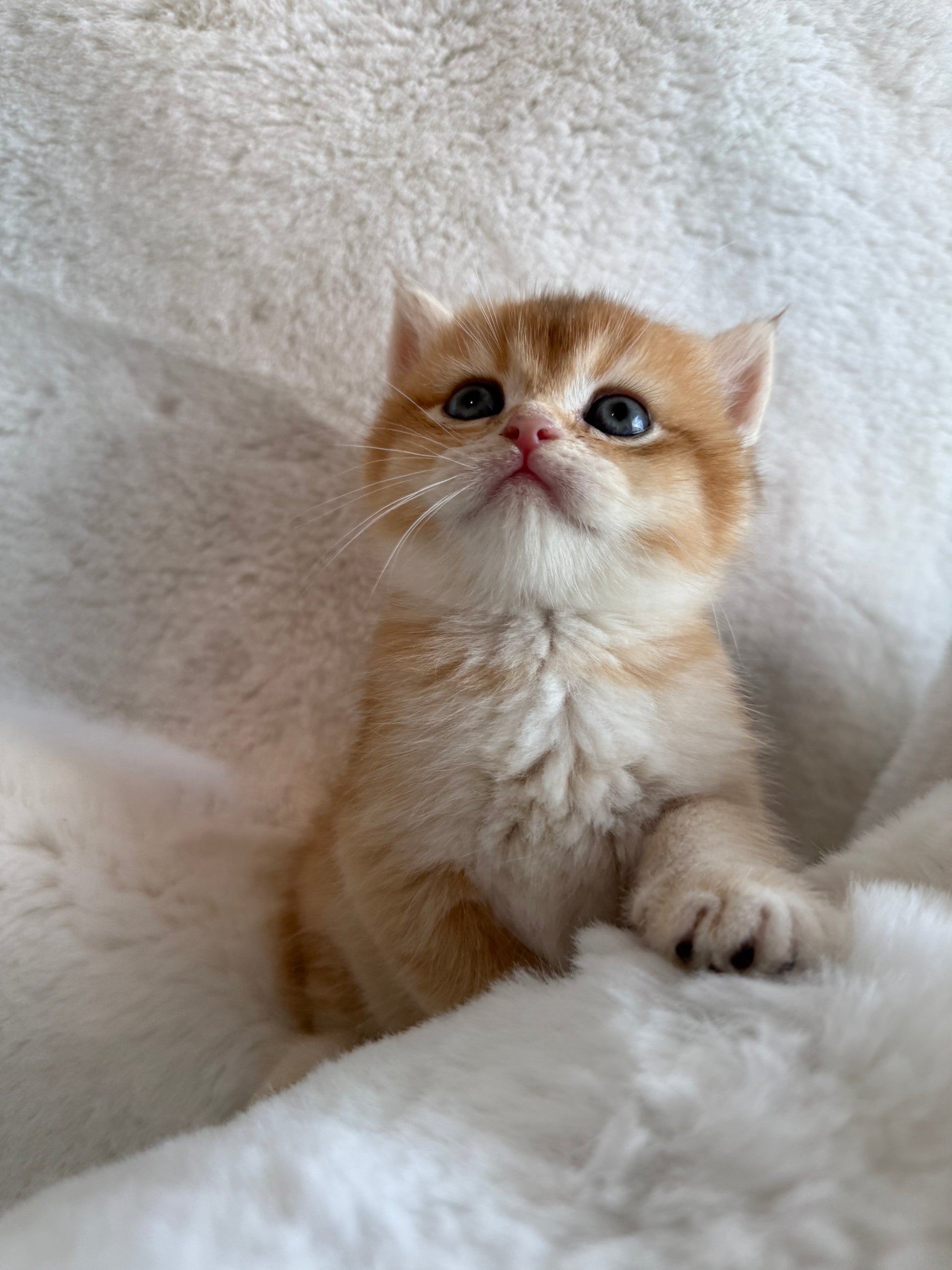 Golden shaded British Shorthair male kitten from TICA registered cat breeder Toronto cattery