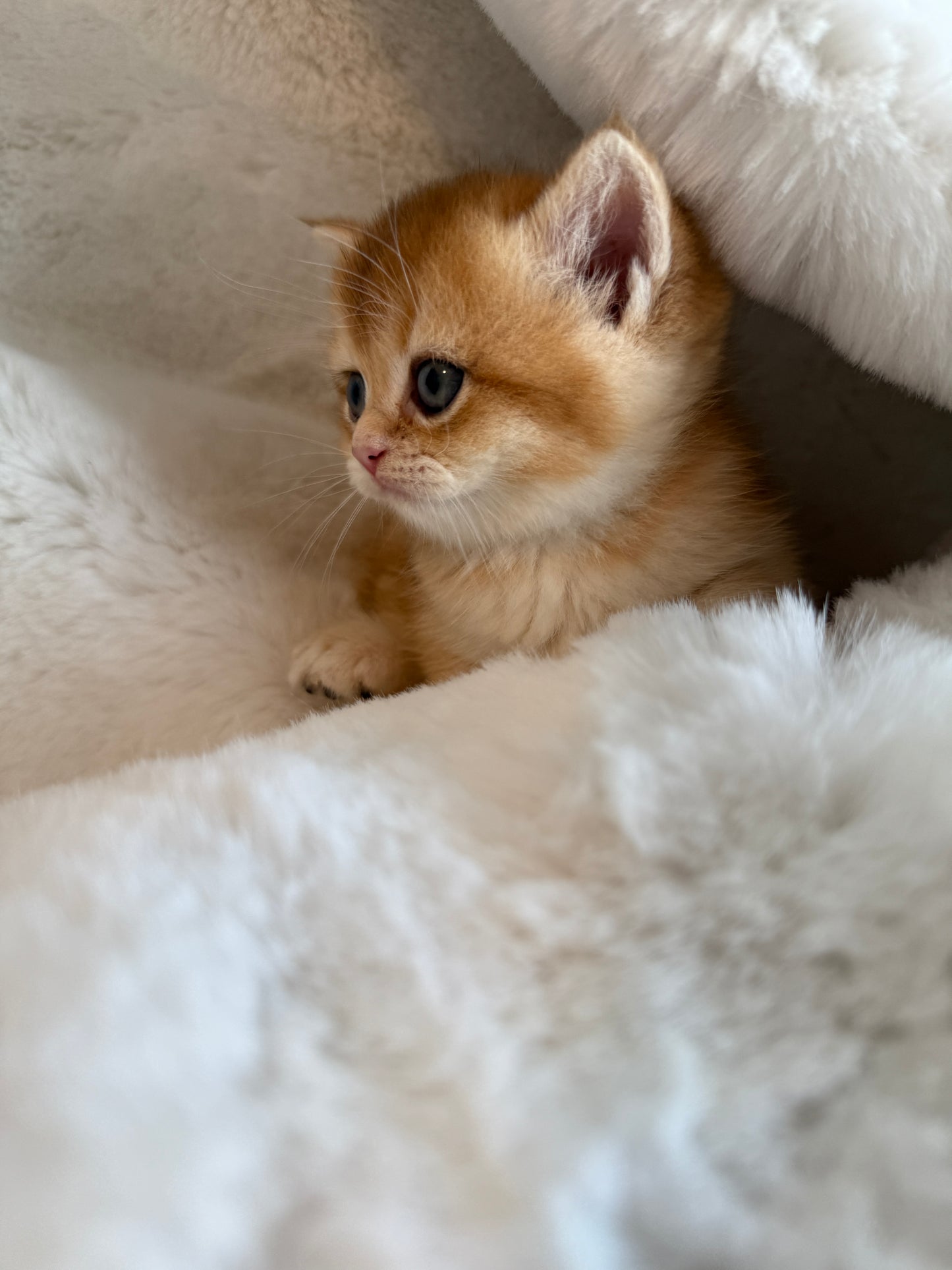 Golden shaded British Shorthair male kitten from TICA registered cat breeder Toronto cattery