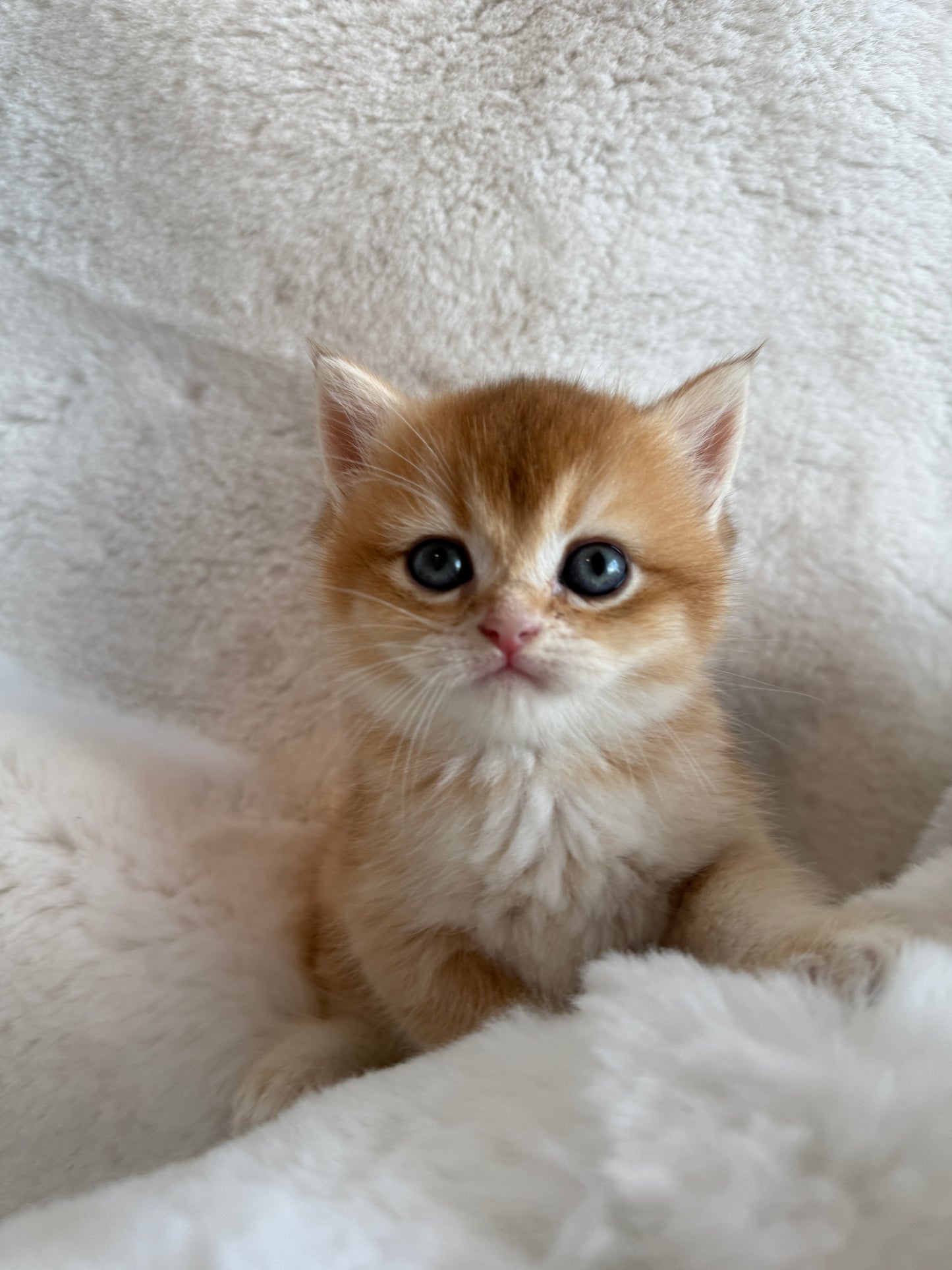 Golden shaded British Shorthair male kitten from TICA registered cat breeder Toronto cattery