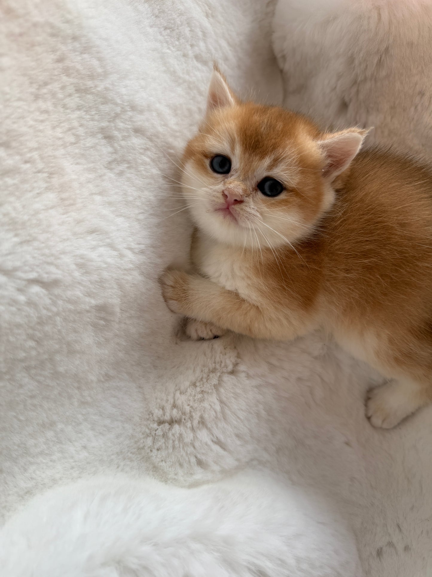Golden shaded British Shorthair male kitten from TICA registered cat breeder Toronto cattery