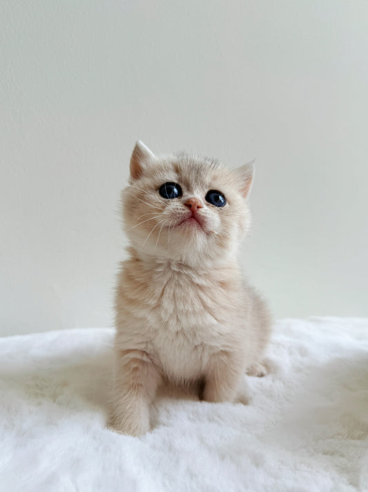 Coco, a blue golden British Shorthair kitten with copper eyes, sitting and looking at the camera