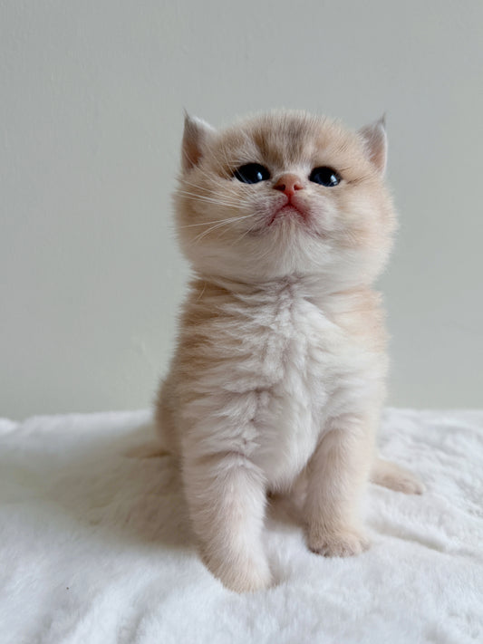 Portrait of Amber, a blue golden British Shorthair kitten available for adoption