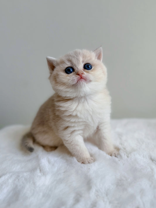 Honey, a blue golden shaded British Shorthair kitten, lying on a cat tree