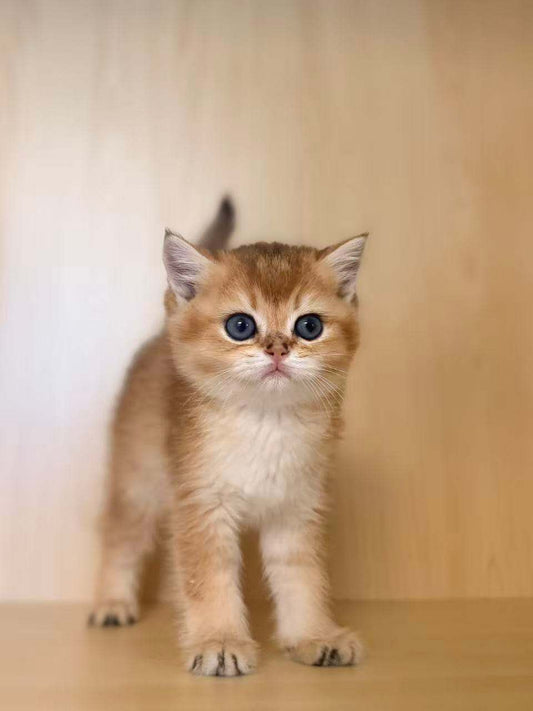 Golden Shaded British Shorthair male kitten from Kiwi Cattery Toronto