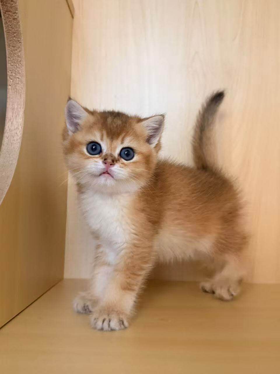 Golden Shaded British Shorthair male kitten from Kiwi Cattery Toronto