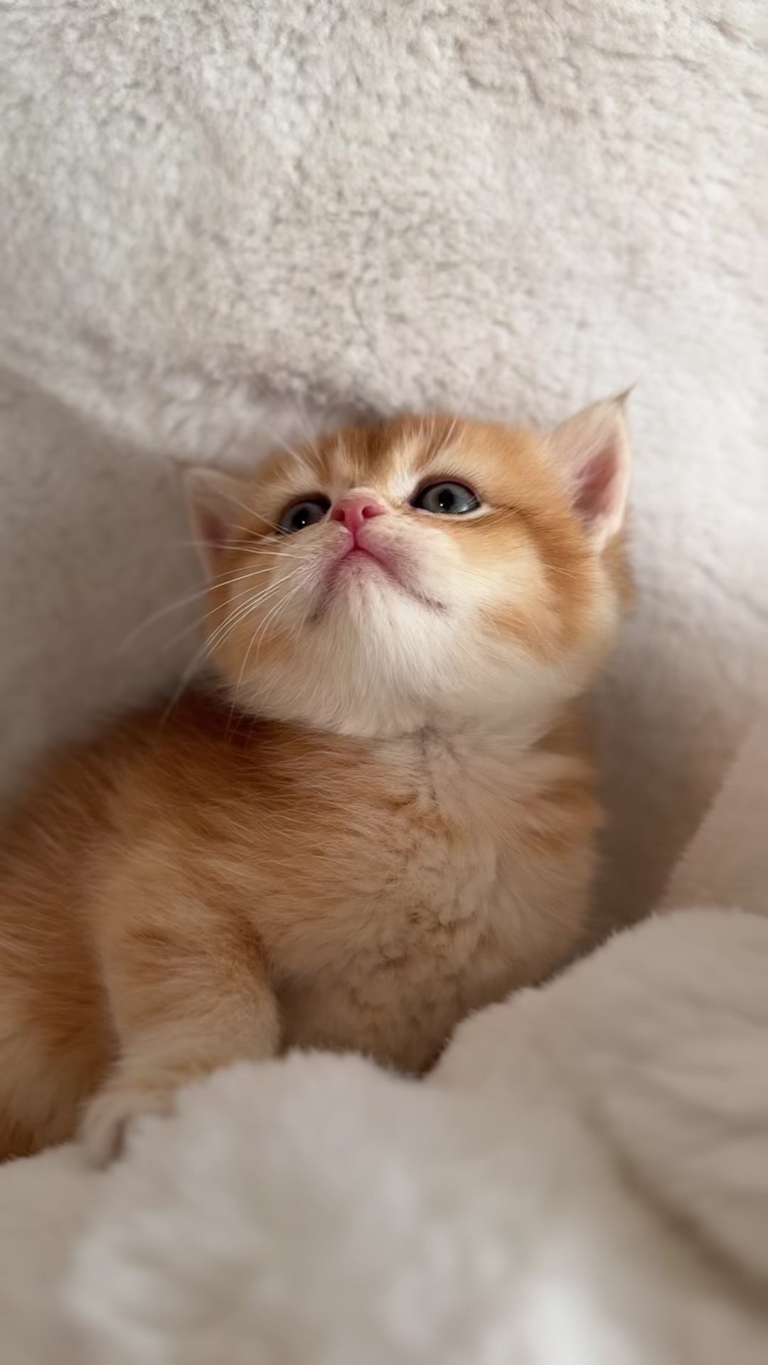 Golden shaded British Shorthair male kitten from TICA registered cat breeder Toronto cattery