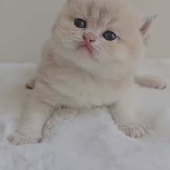 Purebred British Shorthair kitten from a Toronto Ontario breeder