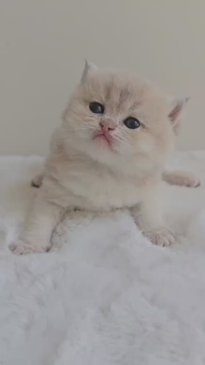 Purebred British Shorthair kitten from a Toronto Ontario breeder