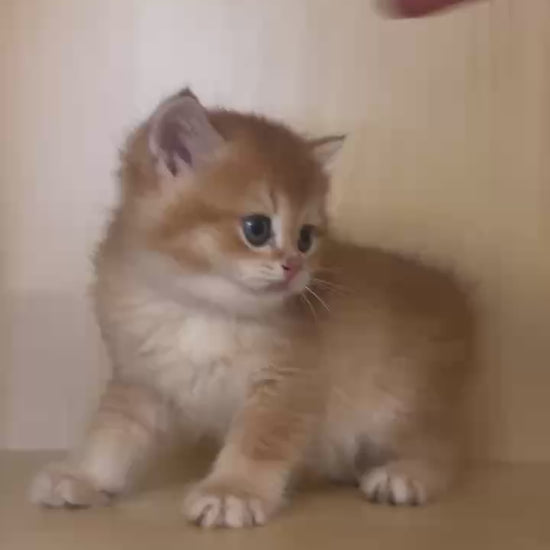 Golden Shaded British Shorthair male kitten from Kiwi Cattery Toronto