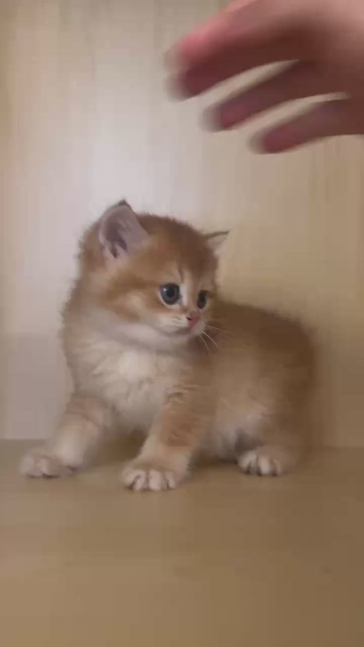 Golden Shaded British Shorthair male kitten from Kiwi Cattery Toronto