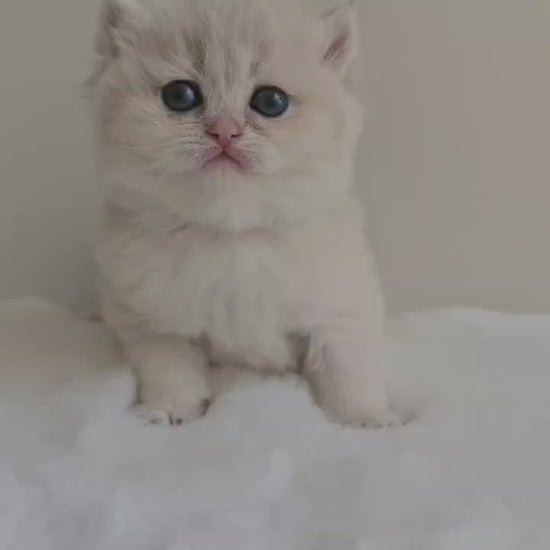 Female British Shorthair kitten with a plush blue golden coat