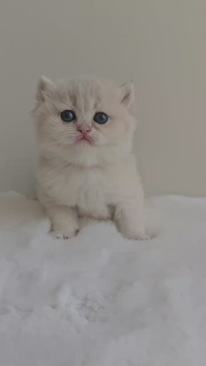 Female British Shorthair kitten with a plush blue golden coat