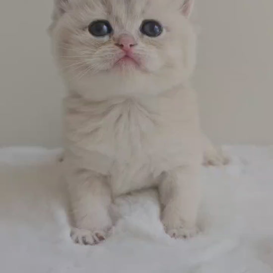 Caramel blue golden British Shorthair kitten sitting indoors