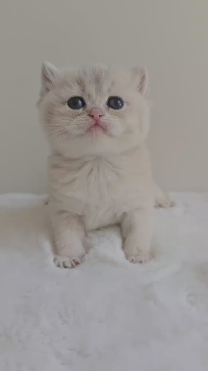 Caramel blue golden British Shorthair kitten sitting indoors
