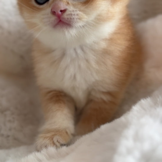 Golden shaded British Shorthair female kitten from TICA registered cat breeder Toronto cattery