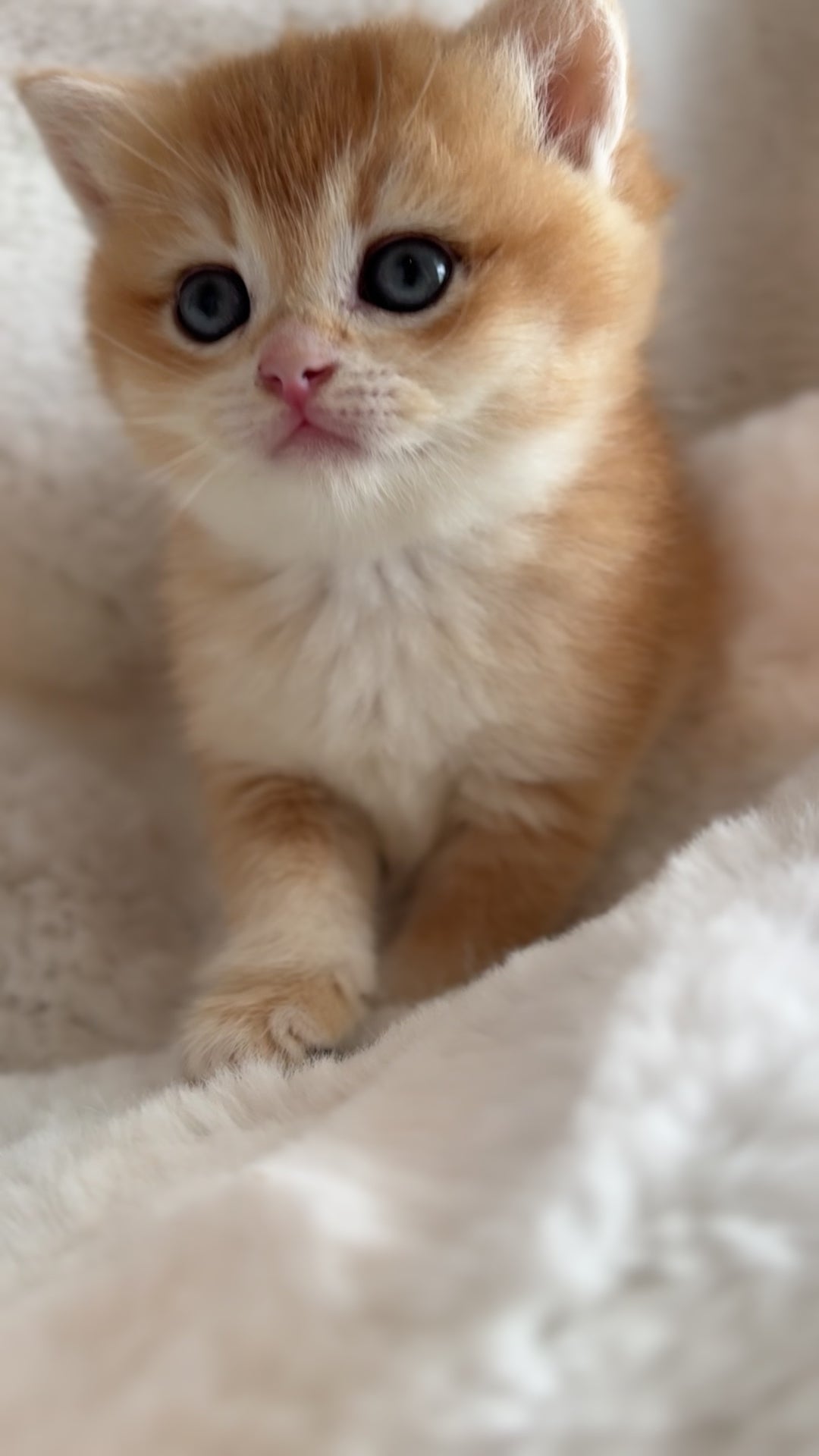 Golden shaded British Shorthair female kitten from TICA registered cat breeder Toronto cattery