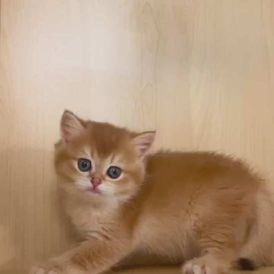 Golden Shaded British Shorthair male kitten from Kiwi Cattery Toronto