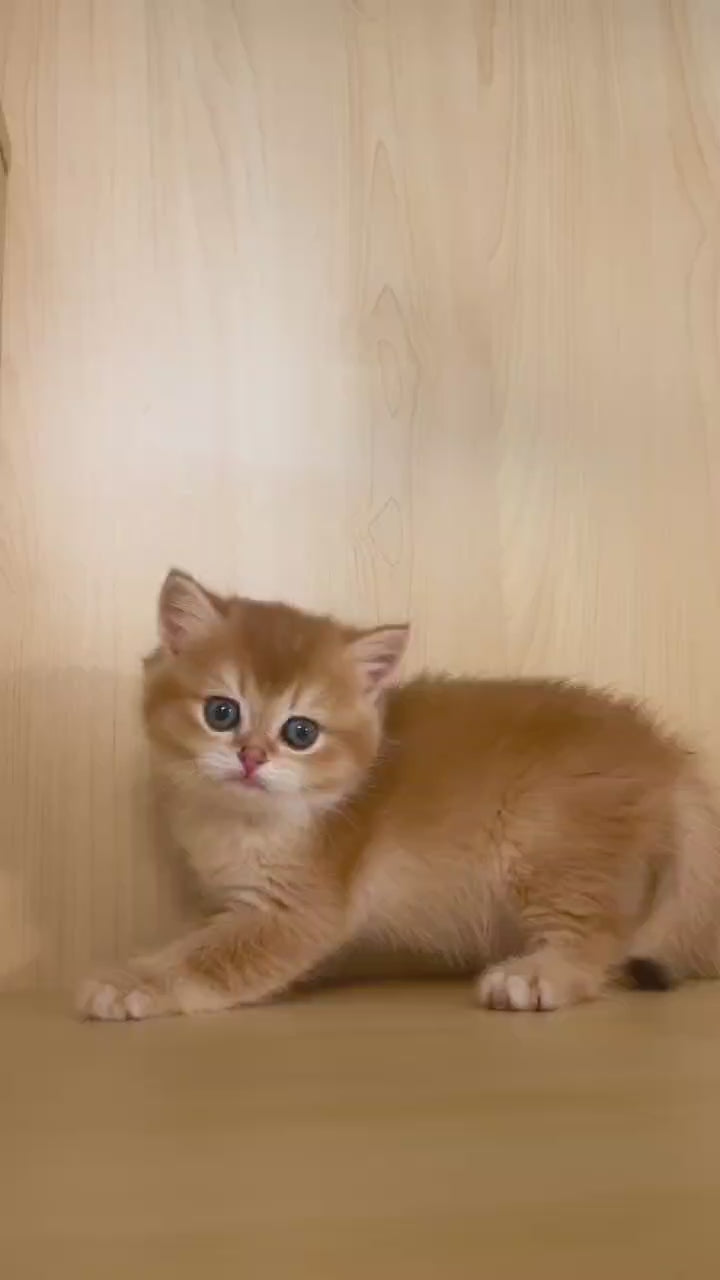 Golden Shaded British Shorthair male kitten from Kiwi Cattery Toronto