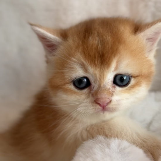 Golden shaded British Shorthair male kitten from TICA registered cat breeder Toronto cattery