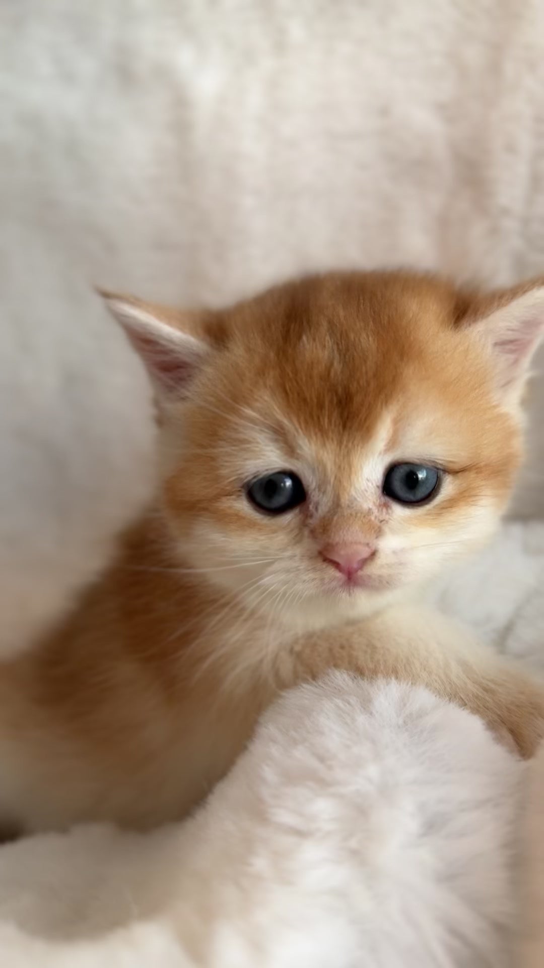 Golden shaded British Shorthair male kitten from TICA registered cat breeder Toronto cattery