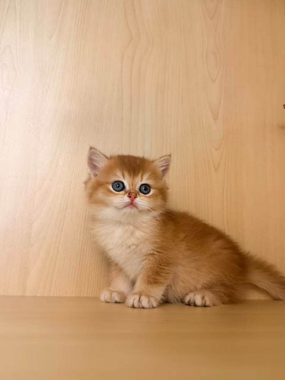 Golden Shaded British Shorthair male kitten from Kiwi Cattery Toronto