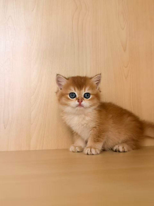 Golden Shaded British Shorthair male kitten from Kiwi Cattery Toronto