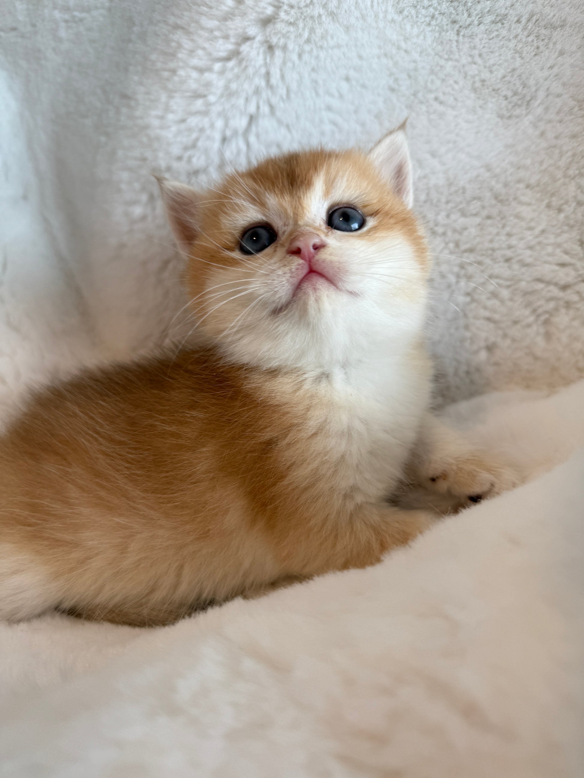 Golden shaded British Shorthair female kitten from TICA registered cat breeder Toronto cattery